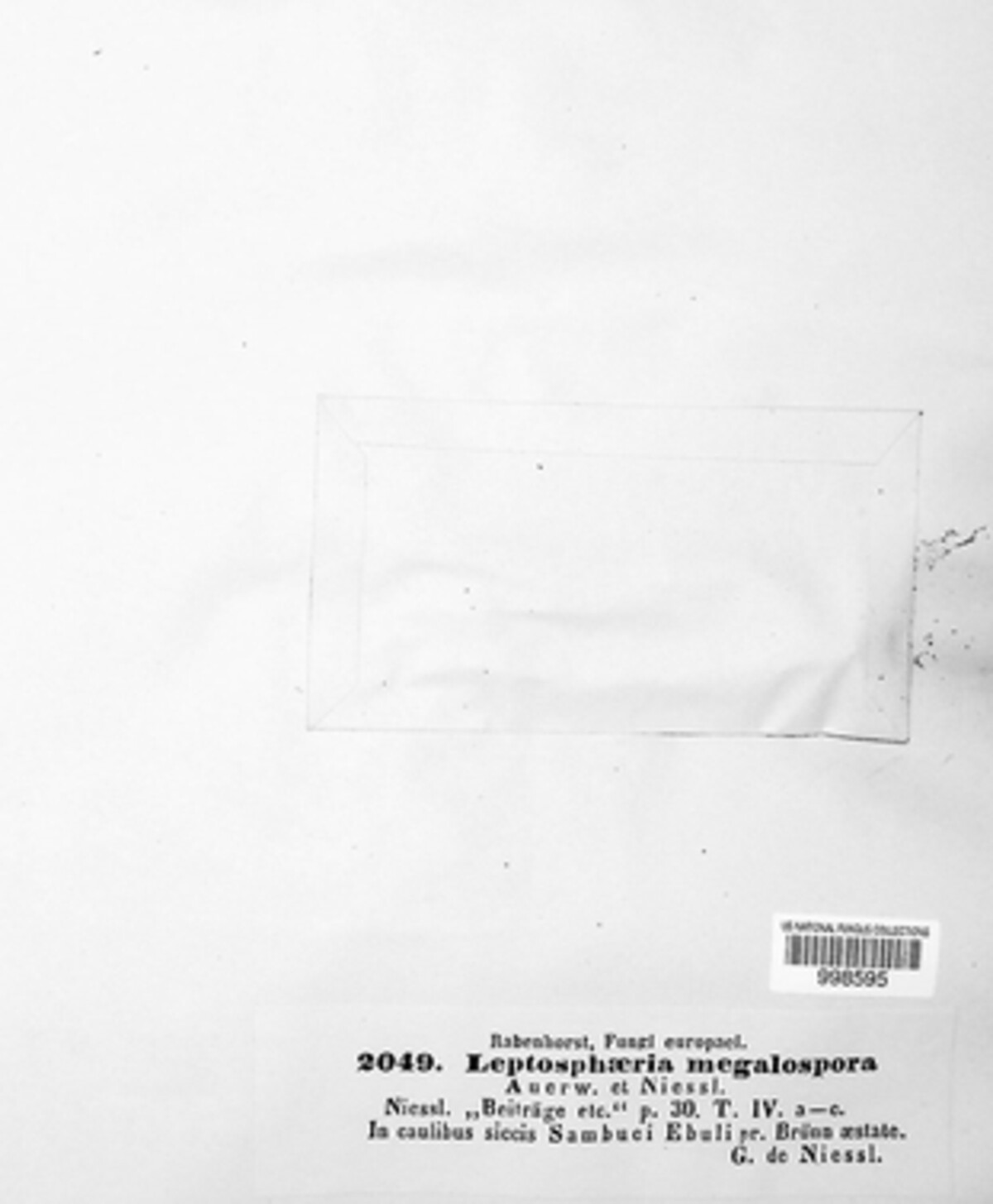 Ophiobolus megalosporus image